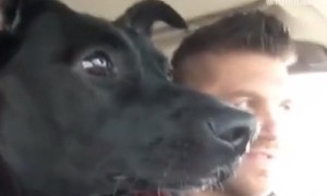 Happy Dog Totally Loses It After Realizing She's At Park