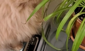 Cat Can't Quite Snag Snack