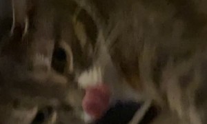 Cat Has a Tasty Dream