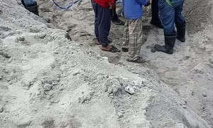 Stray Dog Rescue Operation