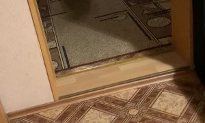 Pup is Pumped to See Christmas Tree