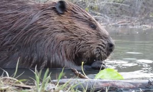 Close-Up Footage of Beavers Eating in a Pond