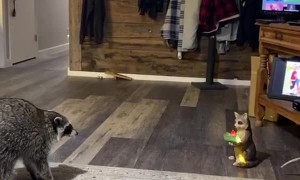 Pet Raccoon Stands Up to Statue