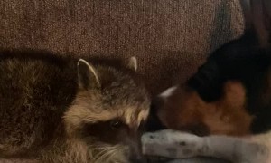 Raccoon and Doggy Enjoy Unlikely Friendship