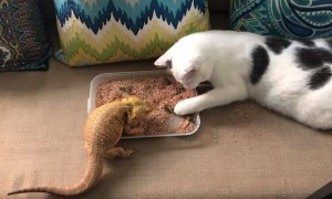 Cat Helps Bearded Dragon Eat Breakfast