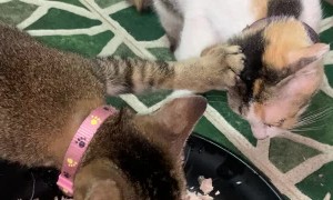 Rescued Cat Holding Other Cat Back From Food