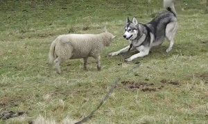 Excited Lamb Enjoys Playtime With Husky Friend