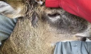 Trying to Rescue a Dazed Deer Suffering from Head Injury and Infection