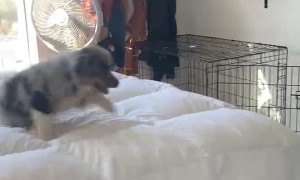 Australian Shepherd Puppy Practices His Jumps