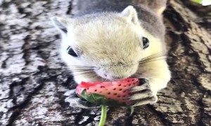 Happy Tree Squirrels Munch on Fruit