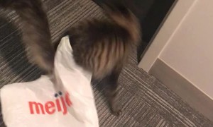 Playful Kitty Tries the Zoomies to Escape Plastic Bag Debacle
