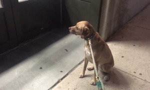 Dog Isn't Happy That Favorite Pet Store Is Closed