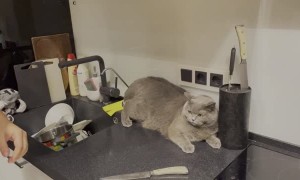 Man Has to Use Extreme Measures to Pet Cat