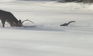 Buck and Squirrel Argue Over Food on Snowy Day
