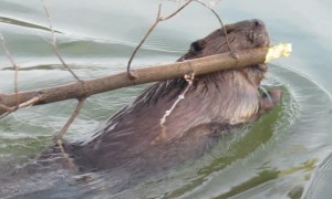 Beaver Offers a Man a Gift