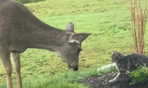 Cat and Deer Almost Kiss