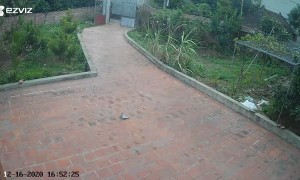 Something Spooky Sneaking Up Driveway