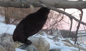 Hungry Beaver Takes A Tumble