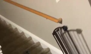 Dog Denied Extra Food Walks Away and Slams Door