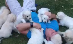This Golden Retriever Puppy Attack Is Totally Adorable