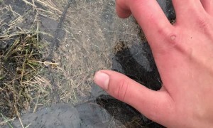 Dog Destroys Frozen Puddle