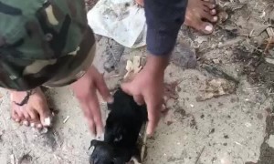 Kind Men Rescue A Drowning Puppy