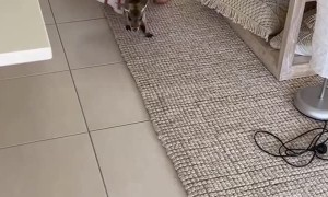 Roommate Brings Home a Kangaroo