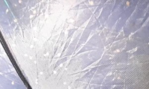 Spiders Gather on Tent Netting