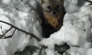Curious Newfoundland Pine Marten Pup