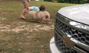 Tammy Cumbest on TikTok - #pig#piggyback#family#countrygirl#comedy#FYP