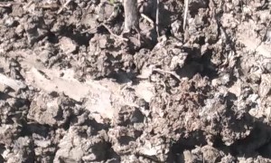 Mother Mouse Rescues Babies From Construction Site