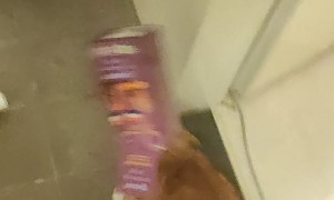 Curious Kitty Gets Stuck in Snack Box