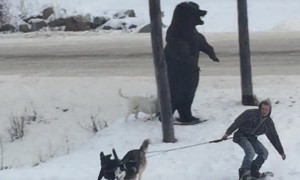 Dogs Drag Snowboarder Across the Street