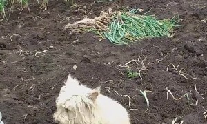Country Dog Loves Being Covered  in Soil