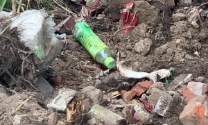Cranky Cobra Attacks Excavator Bucket