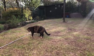 Cautious Kitty Doesn't Trust the Garden Hose