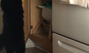 Odd Kitty Loves Opening Cabinets