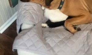 Kitty Doubles as Doggy Pillow