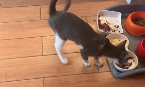 Kitten Goes Crazy Over Omelette