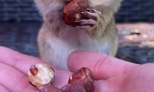 Chipmunk Fills Face With Hazelnuts
