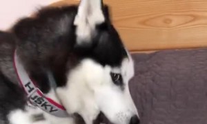 Husky Has Vocal Reaction to Cup of Tea