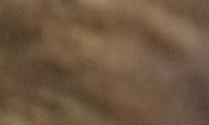 Dog Pack Pile-up on Bed