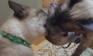 Siamese Sibling Cats Tug-of-War Over Live Mouse
