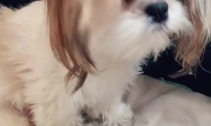Shih Tzu Watches Over Sleeping Puppies
