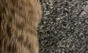 Kitty Not Impressed With Portrait