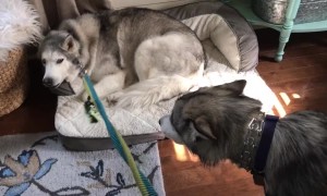 Dog Pack Has To Convince Stubborn Husky To Go For Walk