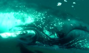 Whale Smashes Massive Fin Into Scuba Diver's Camera