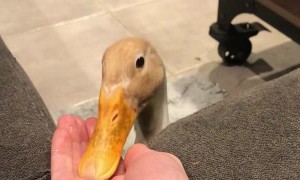 Duck Chows Down on Delicious Peas