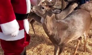 Santa Chooses Some Deer as Backup to Pull His Sleigh