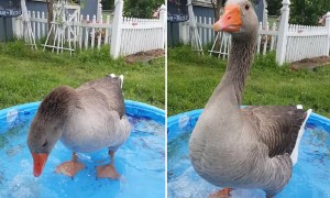 Goose Does a Happy Dance Whenever Best Friend Arrives